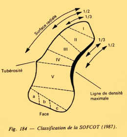 Scaphoide